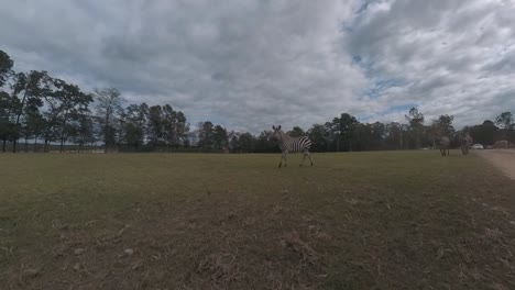 Driving-by-zebras-in-a-game-preserve