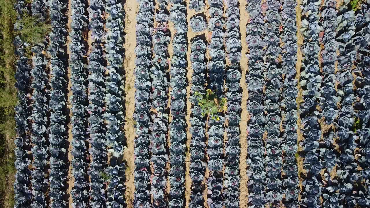 Aerial Footage of a Red Cabbage Field with Plants planted in Rows, Birds Eye View