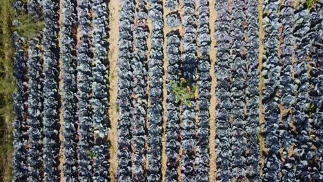 aerial footage of a red cabbage field with plants planted in rows, birds eye view