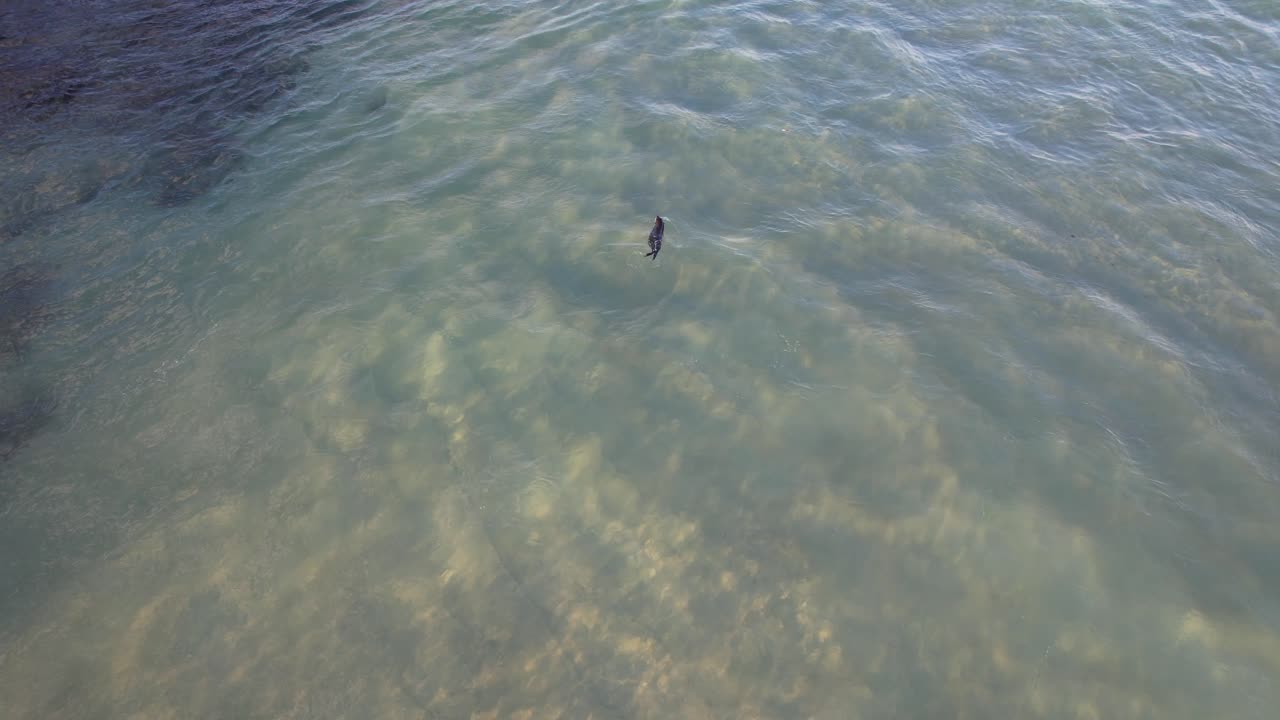 olas espumosas con bebés de foca nadando en la costa de oro, queensland, australia - toma de dron