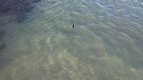 Foamy-Waves-With-Baby-Seal-Swimming-In-Gold-Coast,-Queensland,-Australia---drone-shot