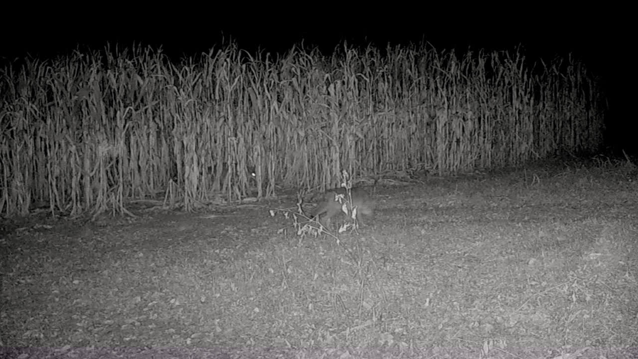 Coyotes - Coyote pack interacting at the edge of a corn field at night; concepts of nature, game camera, wildlife and hunting