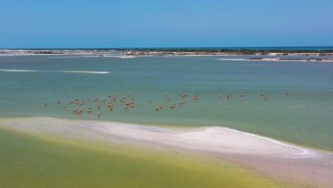 los flamencos rosados americanos se alimentan en la superficie verde del lago salado, las coloradas, laguna de río lagartos, méxico