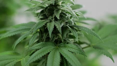 cannabis bloom, marijuana field  organic grow of cannabis for medical use.