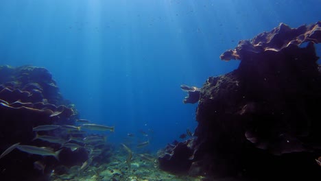 underwater shot of corals and fish swimming in clear water of andaman sea in thailand