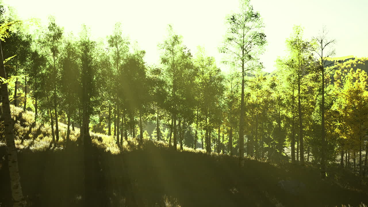 Sunlight filtering through green trees on a serene hillside during afternoon