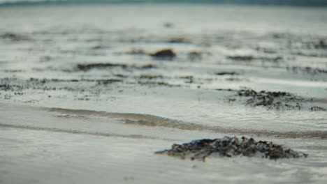 waves rocking seaweed on beach, slow motion