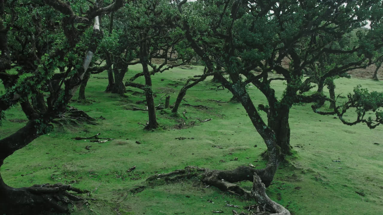 Forest with gnarled trees and moss
