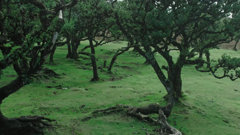 forest with gnarled trees and moss
