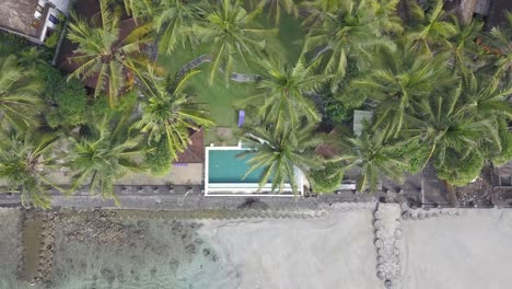 aerial footage of holiday stay over tops of palm trees and swimming pool