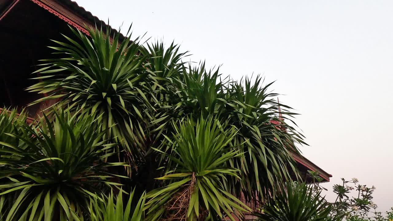 традиционный тайский дом среди пышной зелени