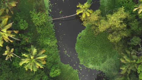 a top down drone shot of secluded canal in kerala