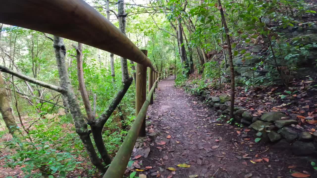 Scenic Forest Trail with Wooden Railing