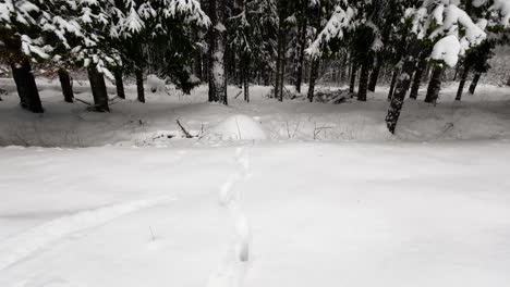 Der-Schuss-Von-Schritten-Im-Verschneiten-Kiefernwald-Im-Winter