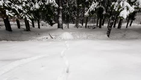 la toma de pasos en el bosque de pinos nevados en invierno