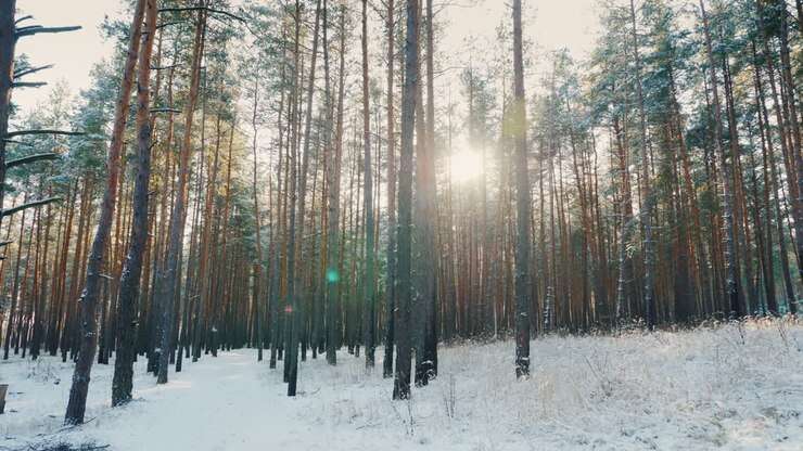 Path In The Winter Forest The Sun Shines Through The Trees