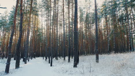 Weg-Im-Winterwald-Die-Sonne-Scheint-Durch-Die-Bäume