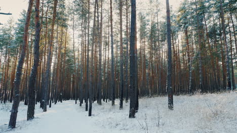 camino en el bosque de invierno el sol brilla a través de los árboles