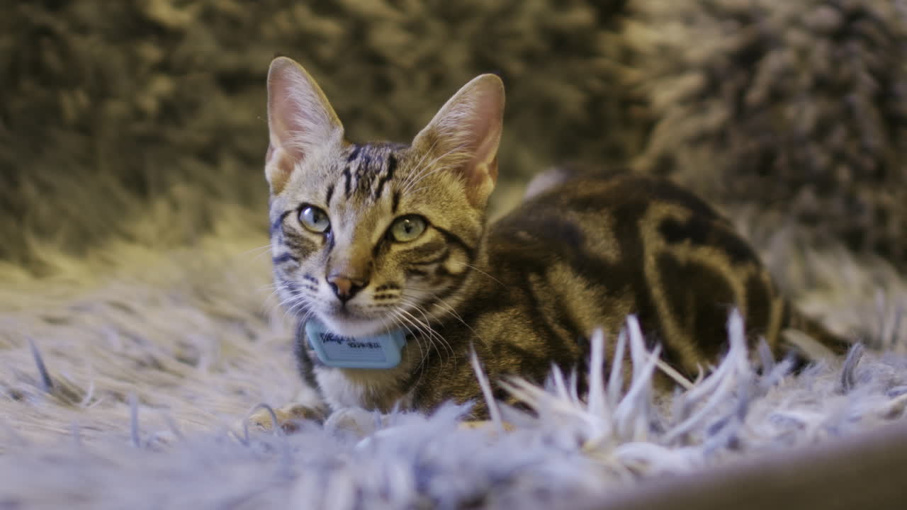 A static shot of a young bengal cat on a fury blanket in a sofa. And he totally a pet with a big blue collar.