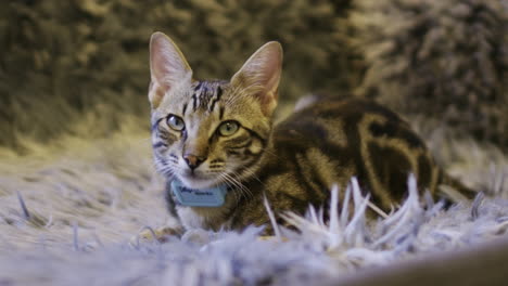 a static shot of a young bengal cat on a fury blanket in a sofa. and he totally a pet with a big blue collar.