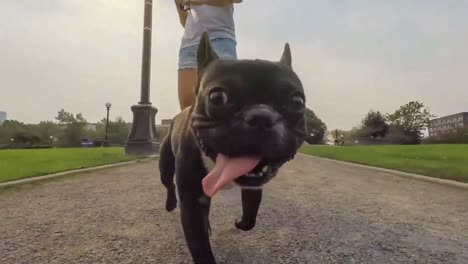 small black pet dog walking on the leash with its owner