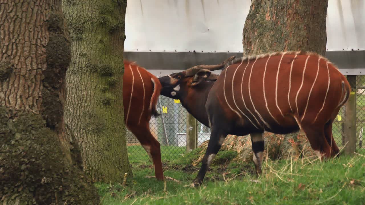 Due antilopi Bongo a strisce bianche e rosse