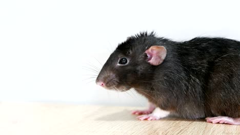 animal domestic gray rat close-up