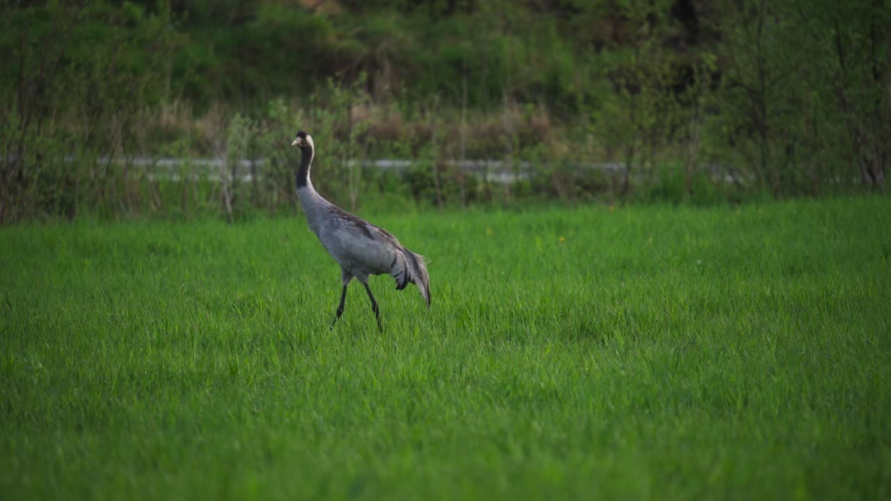 изящный обыкновенный журавль в зеленых полях.