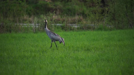 graceful common crane  in green fields. static shot