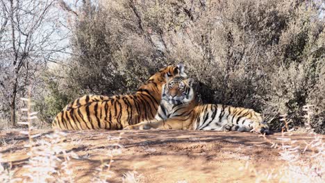 two bengal tigers lay in hot evening sunshine near thorny trees