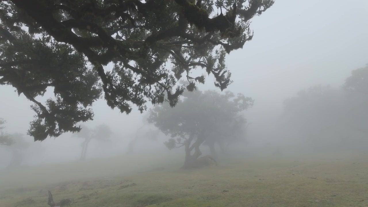 Rekaman statis menampilkan pohon laurel yang tersebar di seluruh dataran tinggi Fanal yang diselimuti kabut tebal di pulau Madeira, Portugal
