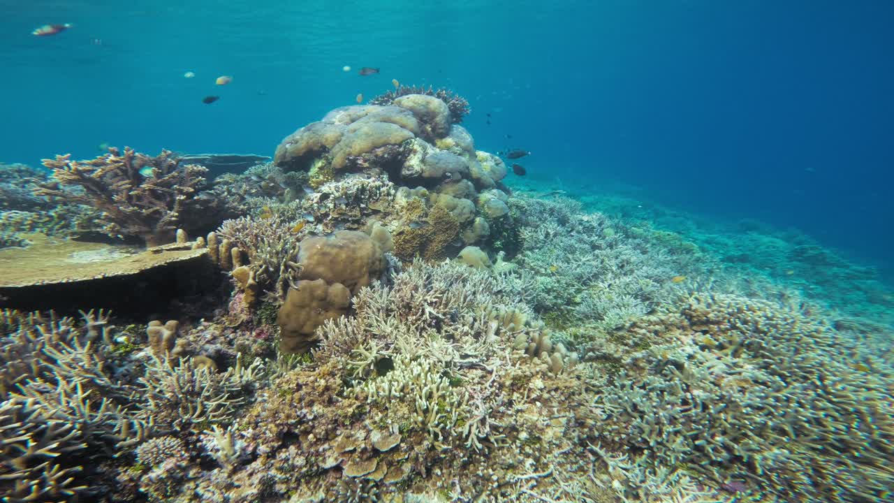 sumérgete en un vibrante arrecife de coral lleno de vida marina y la impresionante diversidad de corales y peces en las claras aguas azules de raja ampat en indonesia.