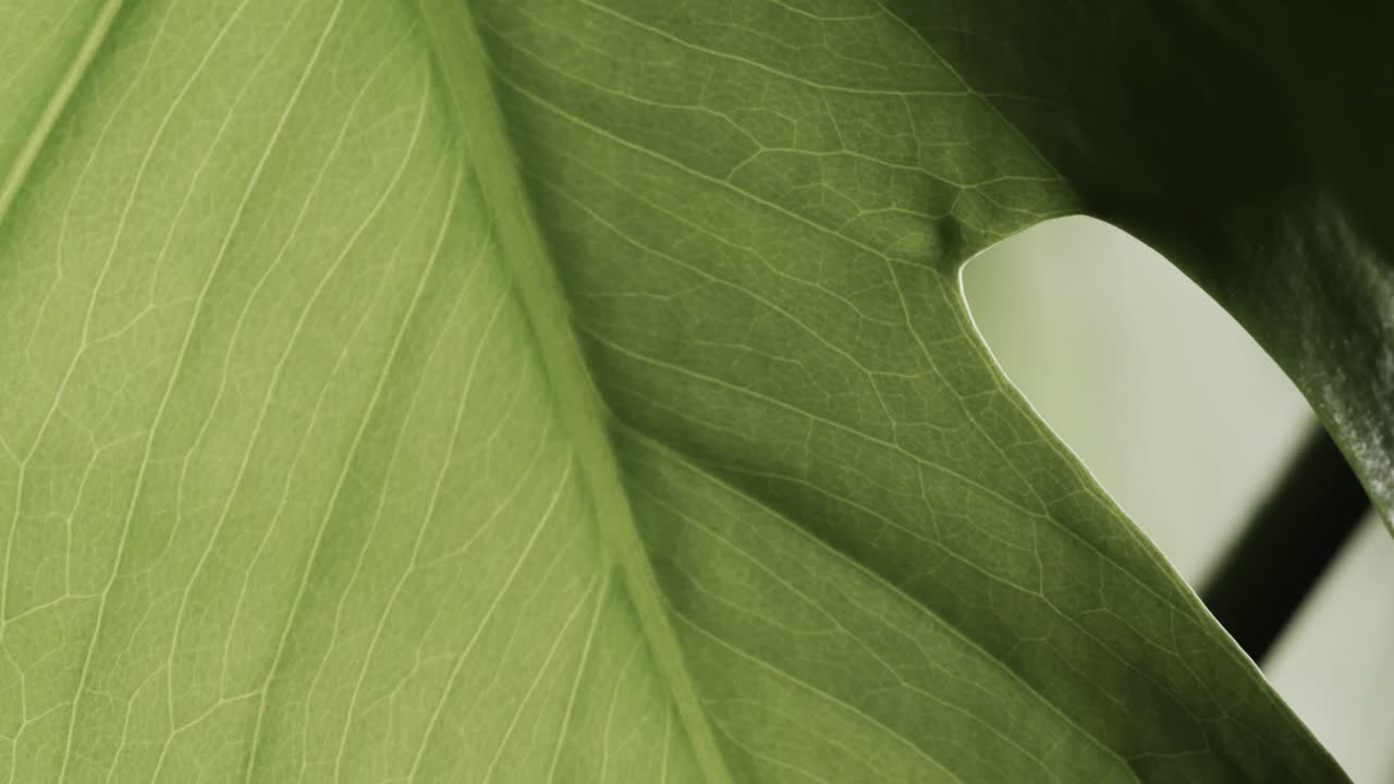 Micro video of close up of green leaf with copy space