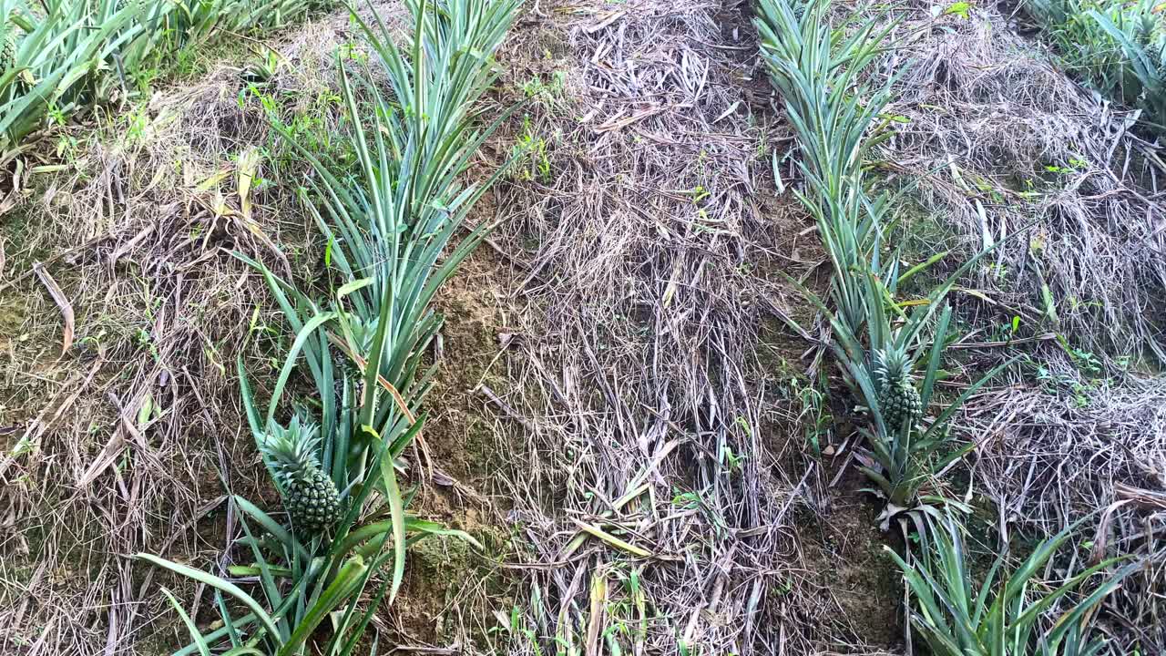 Cultivated Pineapple garden in Bangladesh's countryside