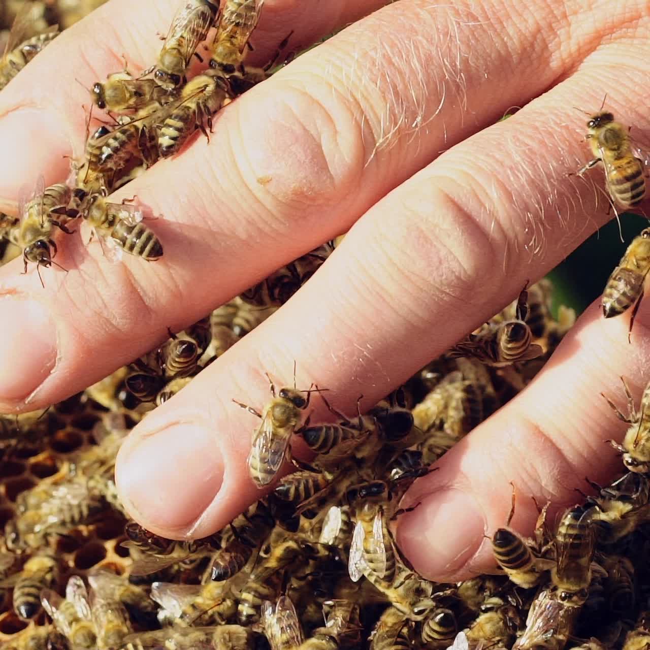 Slow motion. Beekeeper examines bees in honeycombs. Hands of the beekeeper. Bee is close-up.