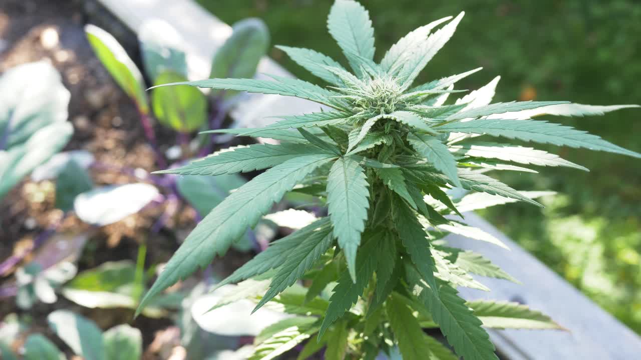 Top-down shot revealing the radial leaf structure and central cola formation of the plant.