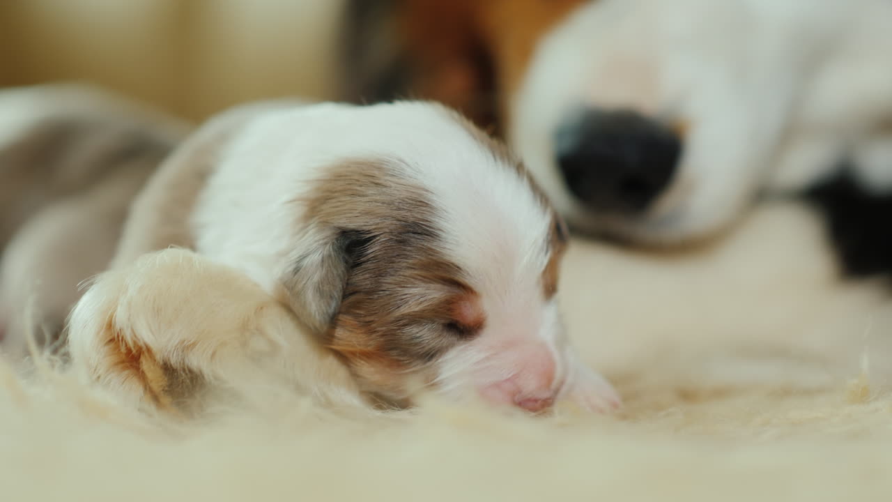 Dog Cares For Her Newborn Puppies 04