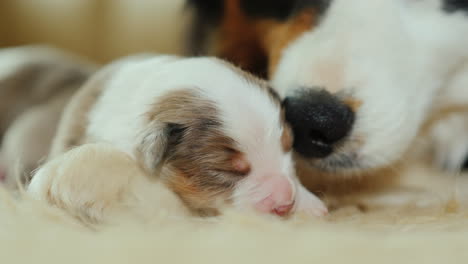 perro cuida a sus cachorros recién nacidos 04