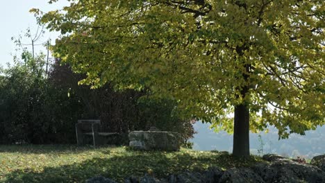 Weitwinkelaufnahme-Eines-Baumes