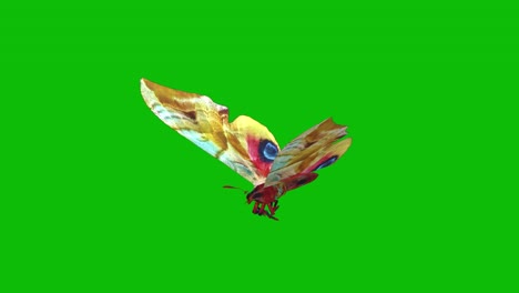 colorful butterfly flying on green screen seamless loop 3d animation