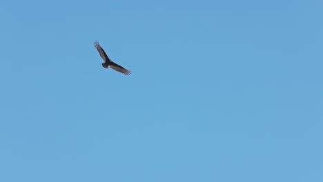 tracking shot of flying hawk against blue sky in summer during hunt in the sky