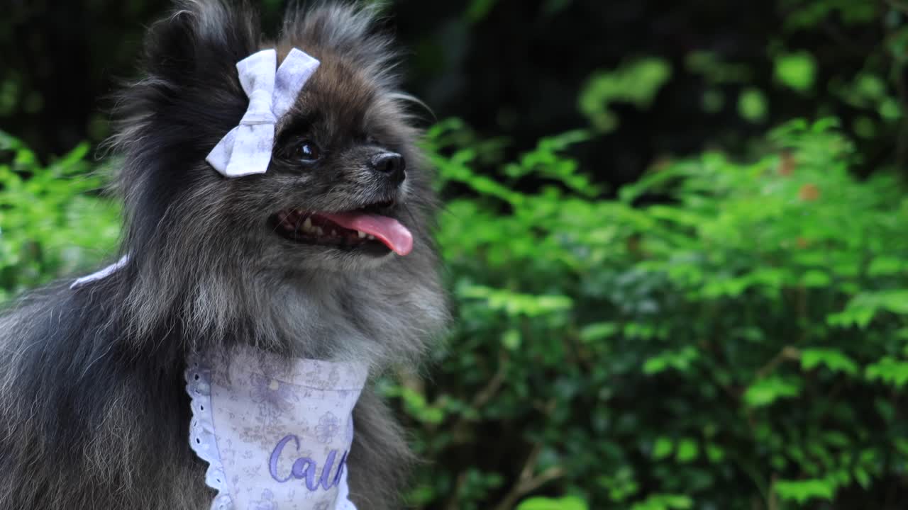 활과 밴다나를 입은 사랑스러운 포메라니아 강아지