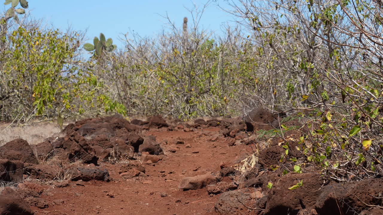 sartén a la izquierda a través de arbustos en la isla santa cruz y piedras de lava roja en el suelo en las galápagos