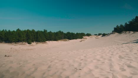 sanddünen neben wald mit blauem himmel