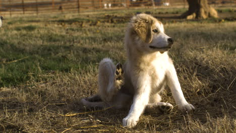 Hübscher-Welpe,-Gemischter-Anatolischer-Schäferhund-Und-Toller-Pyrenäenhund-Beim-Kratzen