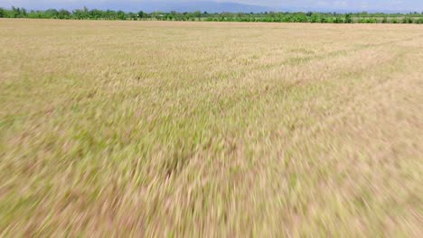 Aerial-flyover-agricultural-rice-fields-growing-on-field-in-Dominican-Republic-at-sun