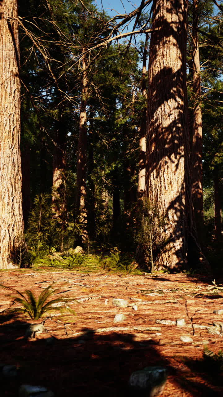Luce del sole in una foresta profonda