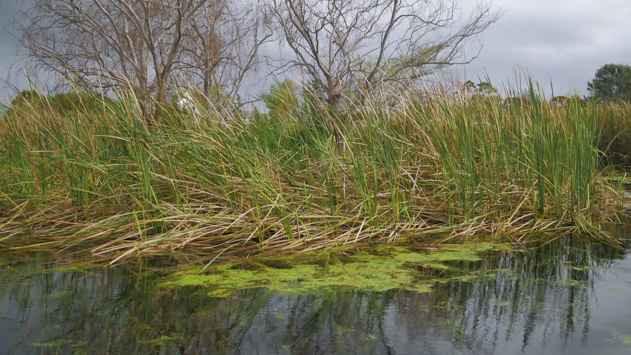 Reeds in beautiful farm-dam swaying in wind next to tree, tilt-up shot on cloudy day