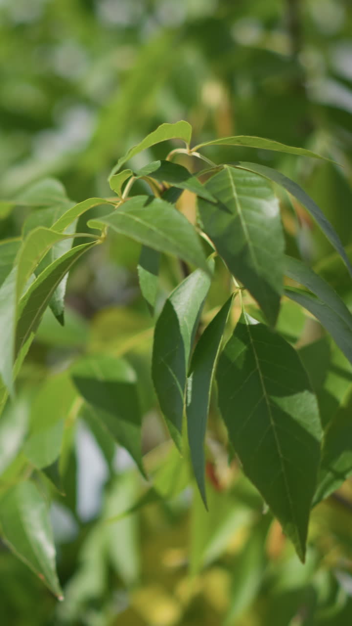 primer plano de hojas verdes balanceándose suavemente en el viento con un cielo azul claro en el fondo, mostrando la belleza natural y el movimiento sereno del follaje en un entorno al aire libre