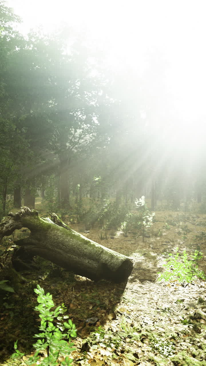 Sunlight streams through a mystical forest illuminating a serene clearing